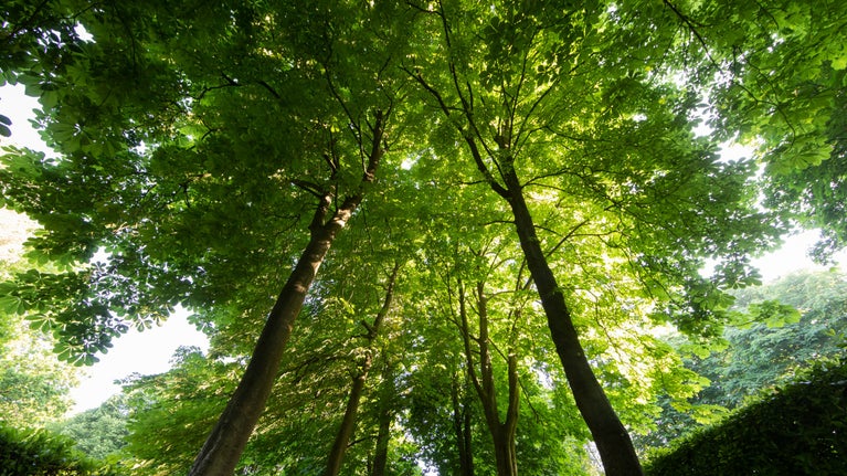 Looking upwards at the Whipsnade Tree Cathedral, Bedfordshire